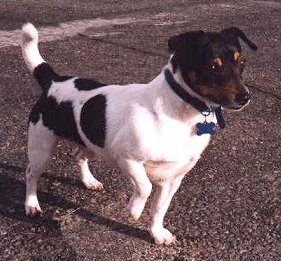 Teddy Roosevelt Terrier — a Terrier (UKC-recognised); not AKC/FCI breed