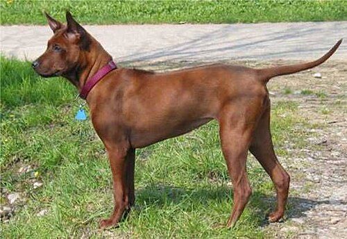 Thai Ridgeback — a Primitive; FCI Group 5 breed
