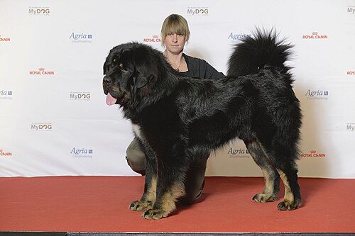 Tibetan Mastiff — a Working (AKC) breed