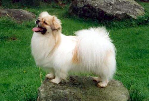 Tibetan Spaniel — a Non-Sporting (AKC) breed