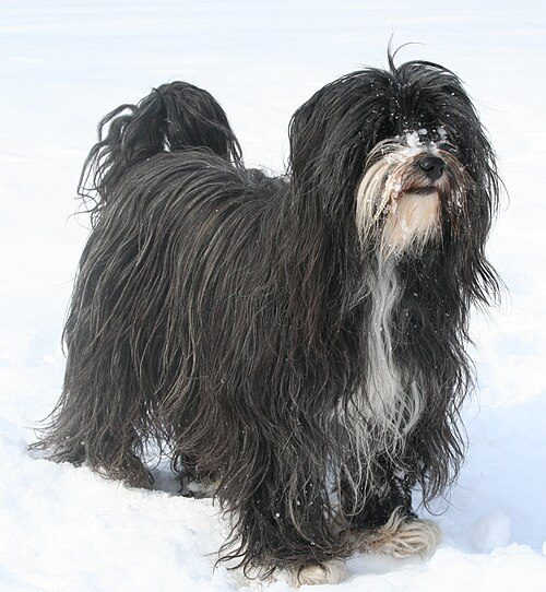 Tibetan Terrier — a Non-Sporting (AKC) breed