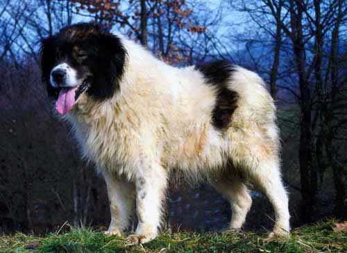 Tornjak — a FCI Group 2 breed
