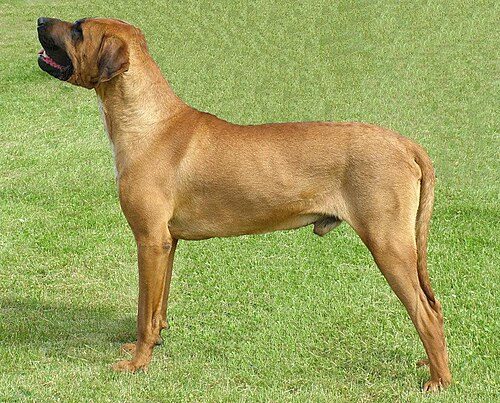 Tosa Inu — a FCI Group 2 breed