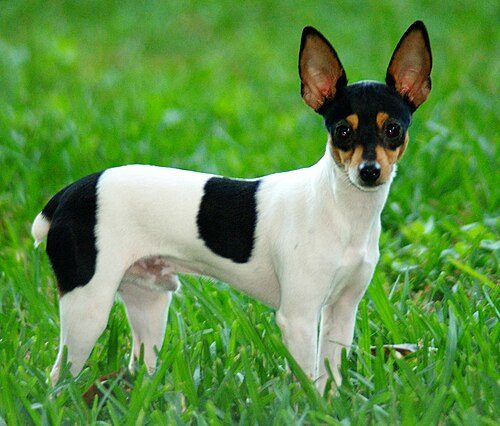 Toy Fox Terrier — a Toy (AKC) breed
