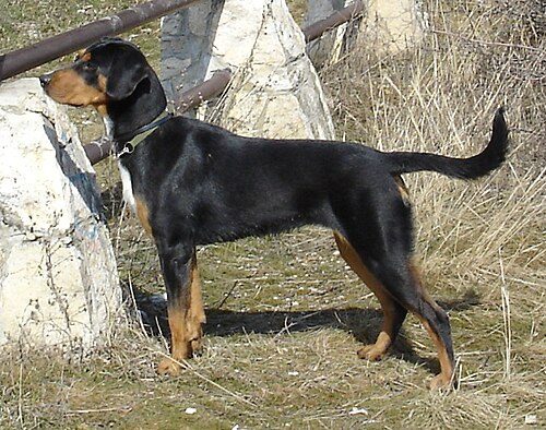 Transylvanian Hound — a Hound (AKC FSS); FCI Group 6 breed