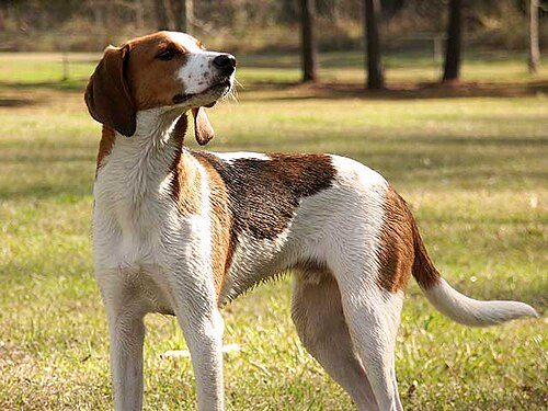Treeing Walker Coonhound — a Hound (AKC); FCI Group 6 breed