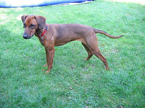Tyrolean Hound — a Hound (rare); FCI Group 6 breed