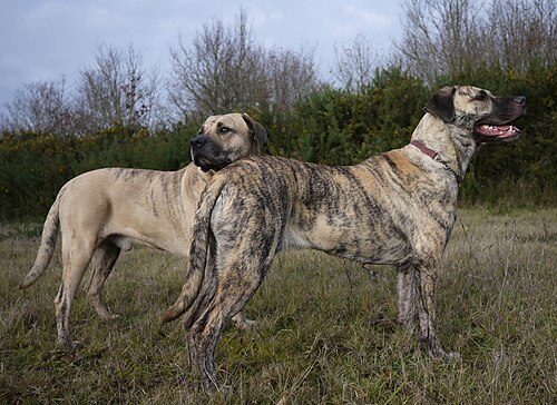 Uruguayan Cimarron (Cimarron Uruguayo) — a Molosser / FCI Group 2 breed