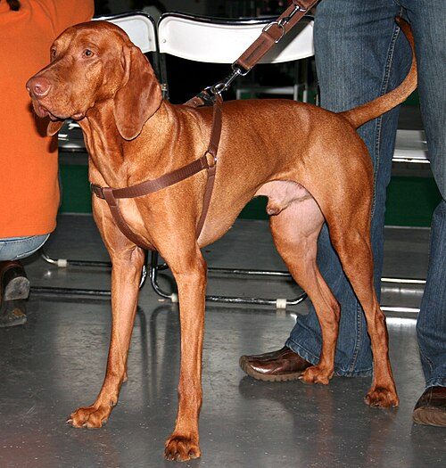 Vizsla — a Sporting (AKC) breed