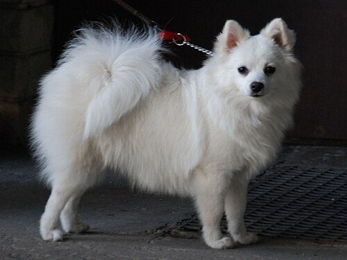 Volpino Italiano — a Spitz; FCI Group 5 breed