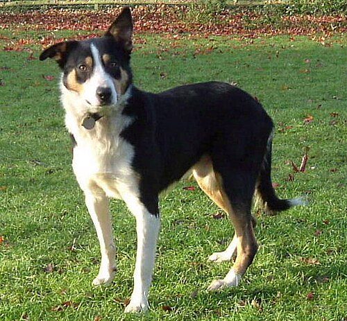 Welsh Sheepdog — a Herding (working landrace; Wales) breed