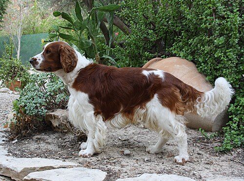 Welsh Springer Spaniel — a Sporting (AKC) breed