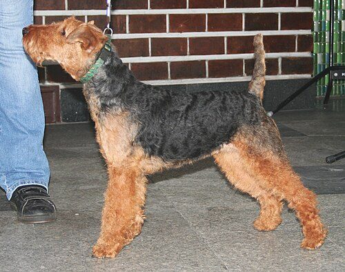 Welsh Terrier — a Terrier (AKC); FCI Group 3 breed