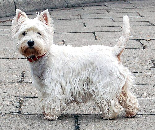 West Highland White Terrier (Westie) — a Terrier (AKC) breed