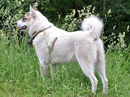 West Siberian Laika — a Spitz; hunting laika; FCI Group 5 breed