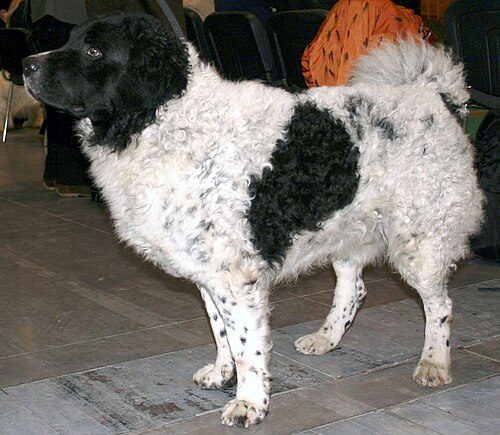 Wetterhoun — a Gun Dog / FCI Group 8 (water dog) breed