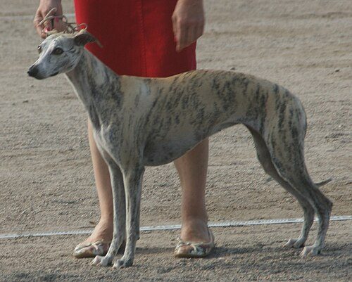 Whippet — a Hound (AKC) breed