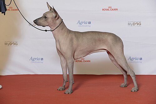 Xoloitzcuintli (Mexican Hairless) — a Non-Sporting (AKC) breed