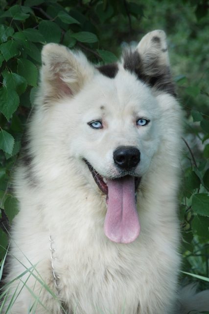 Yakutian Laika — a Spitz; sled/hunting; FCI Group 5 breed
