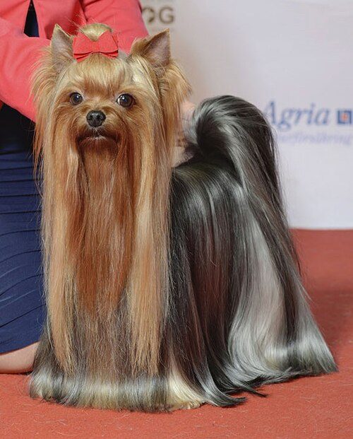 Yorkshire Terrier — a Toy (AKC) breed